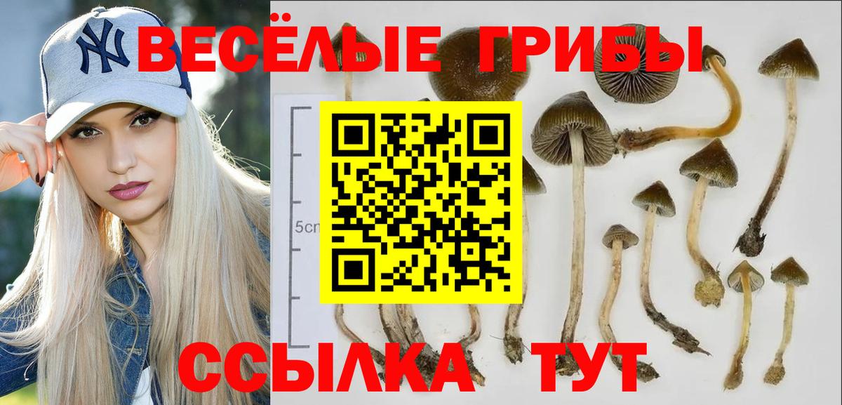 Псилоцибиновые грибы Cubensis Назарово